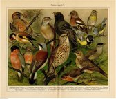 Kamervogels, mooie vergrote reproductie van een oude plaat met wat nu tuinvogels zijn uit ca 1920