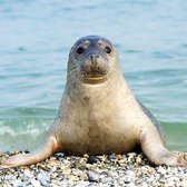 Ambiente - Seal - papieren lunch servetten