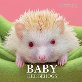 Baby Hedgehogs Calendar 2019