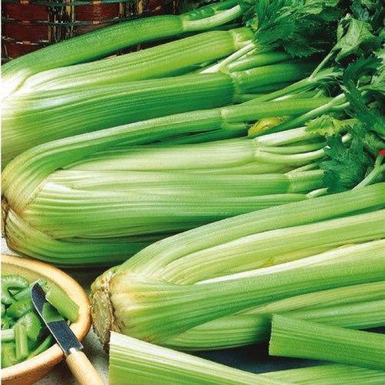 Witte selder plantjes - zelf groente kweken - moestuin - 10 planten |  bol.com