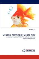 Organic farming of Zebra fish