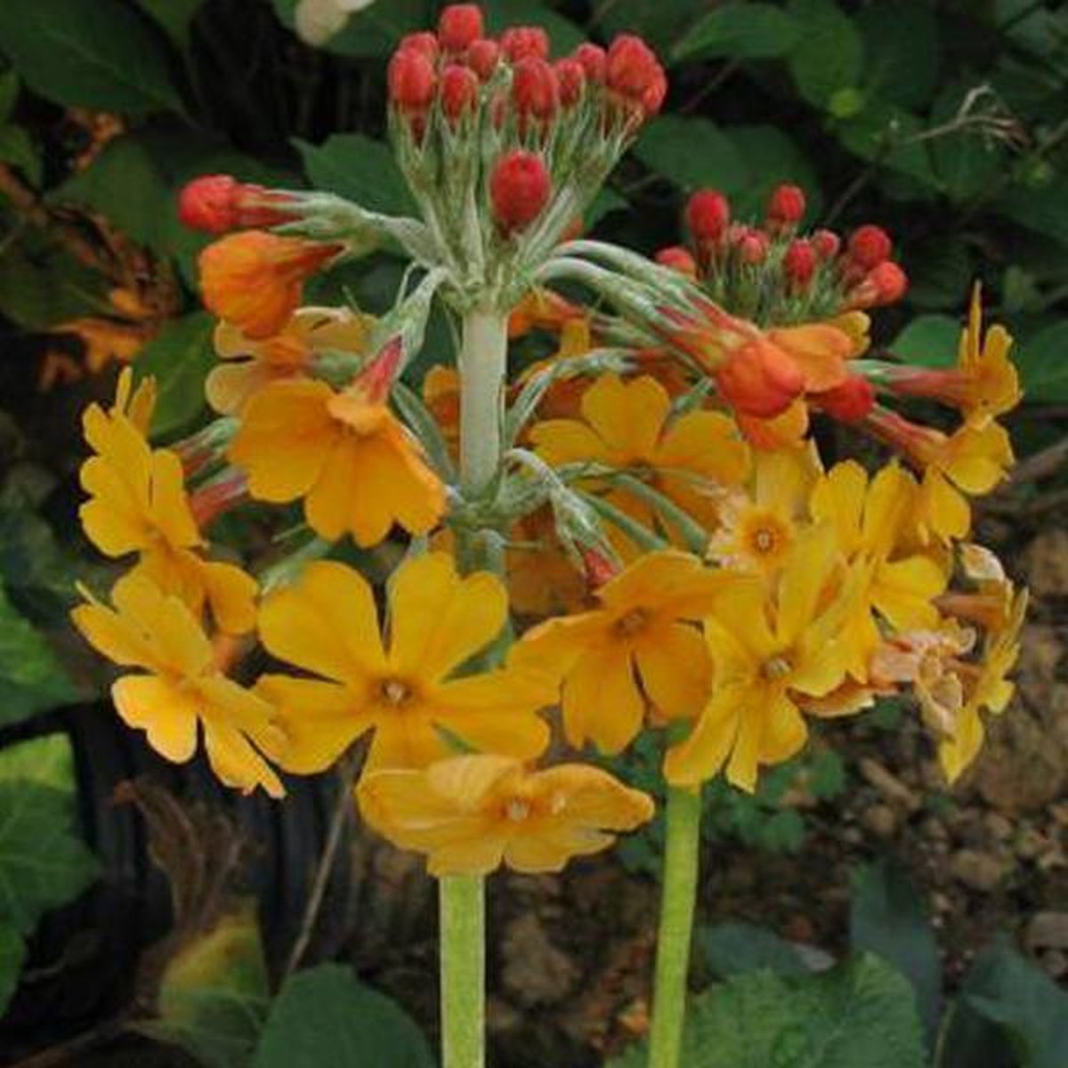 6 x Primula Bulleyana - Sleutelbloem Pot 9x9cm - Candelabra Bloeiwijze