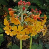 6 x Primula Bulleyana - Sleutelbloem Pot 9x9cm - Candelabra Bloeiwijze