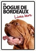 Dogue de Bordeaux lives here