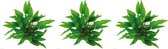 Levende aquariumplant Cryptocoryne Wendtii groen 5 cm pot per 3 stuks