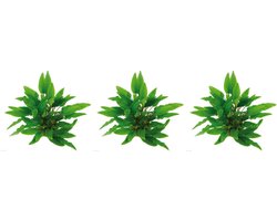 Levende aquariumplant Cryptocoryne Wendtii groen 5 cm pot per 3 stuks