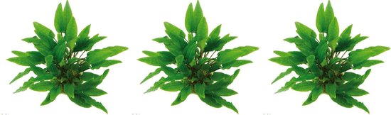 Levende aquariumplant Cryptocoryne Wendtii groen 5 cm pot per 3 stuks