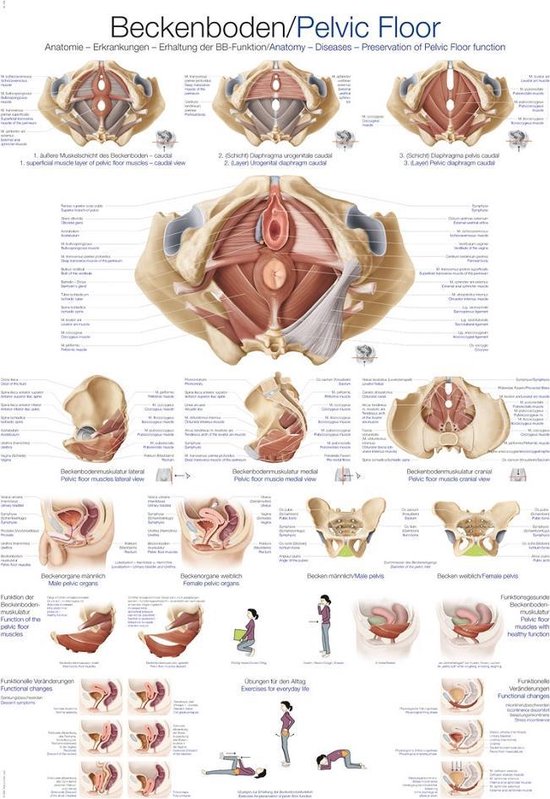 Het menselijk lichaam -  anatomie poster bekkenbodem (Duits/Engels/Latijn, kunststof-folie, 70x100 cm)