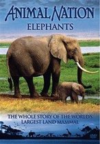 Elephants - Animal Nation