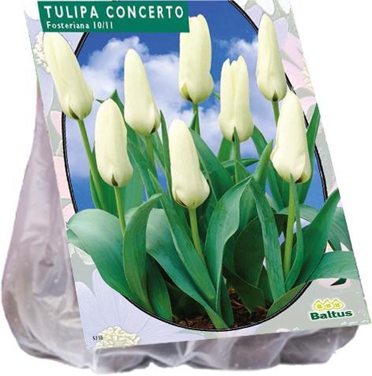Tulipa (Tulpen) bloembollen - Concerto - 2 x 30 stuks