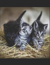 Barnyard Kittens