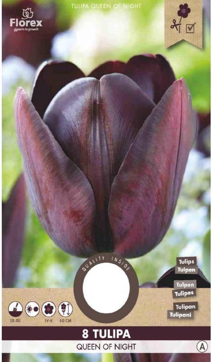 Tulp Cottage Queen Of Night 12+ 8 St.