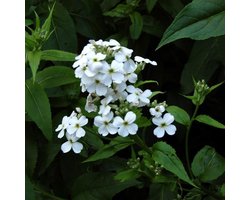 6 x Hesperis Matronalis 'Alba ' - Damastbloem pot 9x9cm