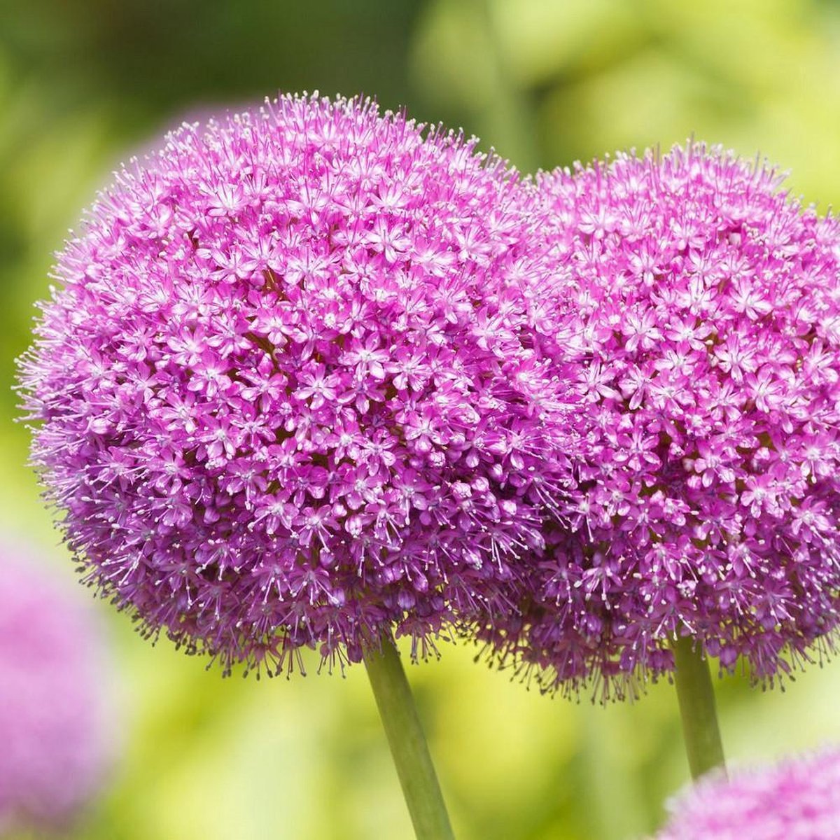 25 x Allium Flavum Bloembollen - Zonnige Gele Sieruien voor een Sprankelende Zomertuin