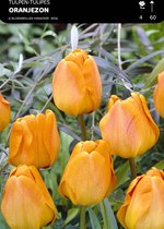 50 x Tulp Oranjezon