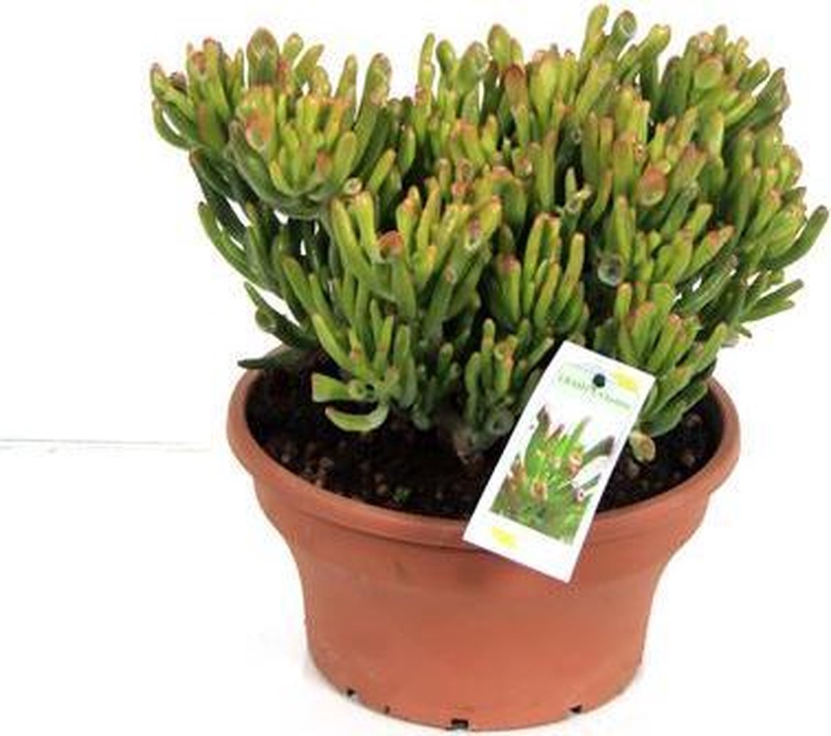 Crassula Cana Vetplant 35cm hoog potmaat 14