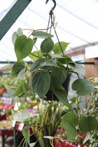 Philodendron scandens   -  Hangplant  - Sweetheart Plant