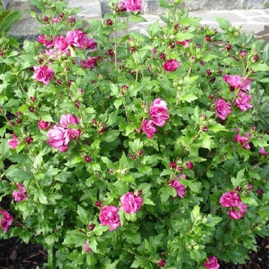 Hibiscus Syriacus 'Duc De Brabant' - Mauve en arbre 'Duc De Brabant' 40-60 cm pot