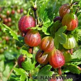 Rode kruisbes - Ribes uva-crispa 'Hinnonmaki röd' - kleinfruit - fruitstruik - zelf fruit kweken - 3 stuks