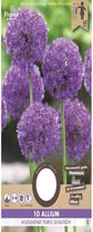 Allium Purple Sensation 10/12 10 stuks