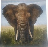 Print op canvas olifant - Multicolor - Canvas - 18 x 18 cm