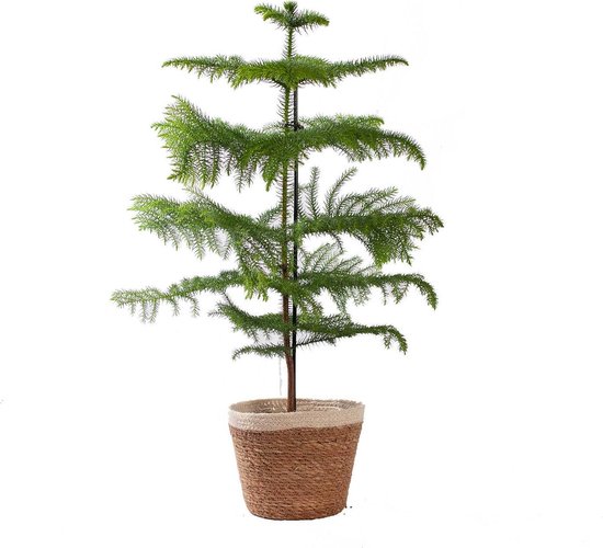 Forensische geneeskunde kust Verloren hart Kamerplant van Botanicly – Kerstboom in een Jutemand als set – Hoogte: 70  cm –... | bol.com