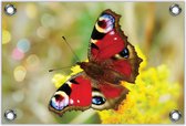 Tuinposter –Rode Vlinder– 60x40 Foto op Tuinposter (wanddecoratie voor buiten en binnen)