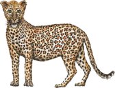 Muursticker luipaard - 70 x 50 cm - handgeschilderd door Mies