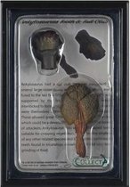 Collecta Prehistorie: Tand En Staart Ankylosaurus 11,5 Cm Lichtbruin