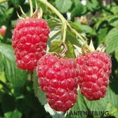 Taybes - Rubus Loganobaccus 'Tayberry'  -  kruising framboos met braam - kleinfruit - fruitstruik - zelf fruit kweken - frambraam - 3 stuks