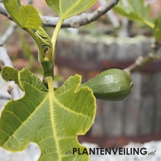 Vijgenboom (Ficus Carica) 'Précoce de Dalmatie' - Winterhard - kleinfruit  -... | bol.com