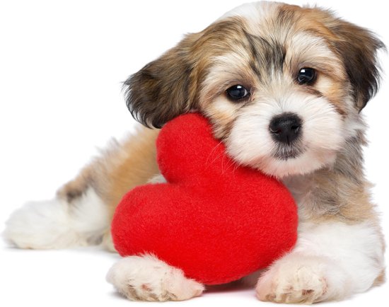 Production néerlandaise │ Peinture au diamant │ Chiot Coeur rouge │ Taille 90 x 60 cm │ Paquet de peinture au diamant Adultes │ Couverture complète │ Carré │ Complet │ Peinture au diamant Flitzz