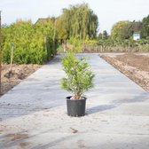 Coniferen ‘Brabant' - ‘Thuja occidentalis Brabant’ per twee meter (5 stuks) 80 - 100 cm totaalhoogte