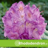 Rhododendron 'Catawbiense Grandiflorum' - 40-50 cm in pot: Grote paarsblauwe bloemen, robuust en winterhard.