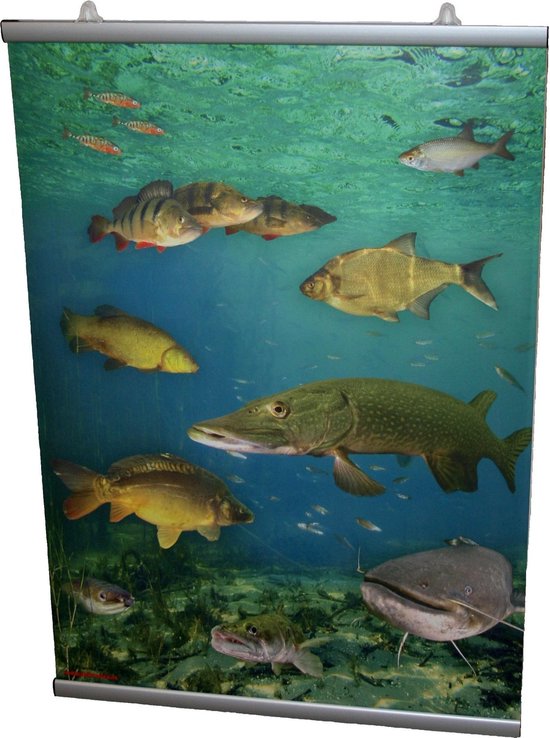 Poster Nederlandse Zoetwatervissen 50 x 70 cm + Luxe Ophangsysteem - Educatieve Vis Visposter Vissen