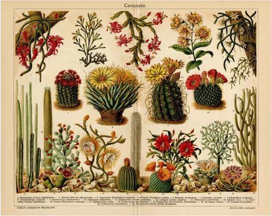 Cactaceën, mooie vergrote reproductie van een oude plaat met Cactussen uit ca 1920