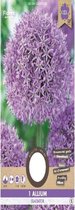 Allium Gladiator 18/20 1 stuk