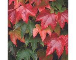 Parthenocissus Tricuspidata 'Veitchii' - Wilde Wingerd in 60-80 cm Pot: Een Veelzijdige, Kleurrijke Klimplant