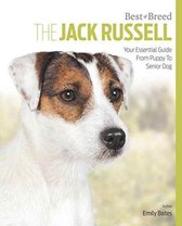 Jack Russell Terrier