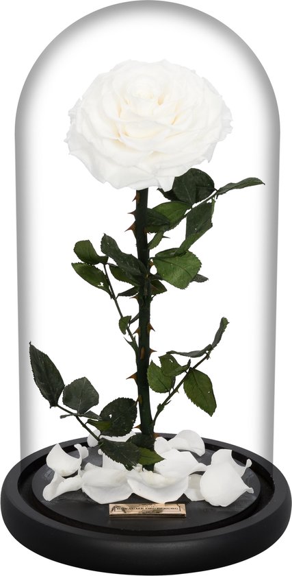 La Rose Single White | Long Life Roos in glazenstolp | Verjaardag | Cadeau | Liefde | Woonaccessoires & decoratie