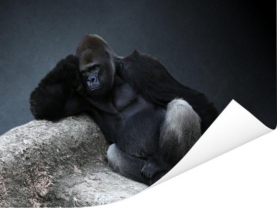 Poster A Gorilla reposant sur une pierre 80x60 cm - Tirage photo sur Poster (décoration murale salon / chambre) / Poster Animaux sauvages