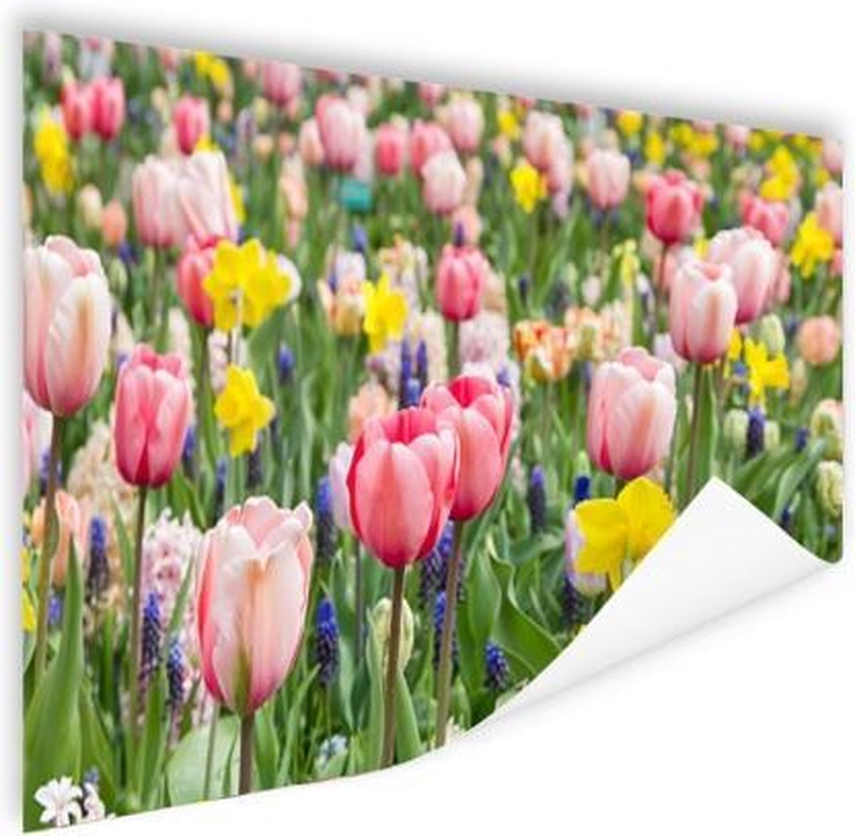 Poster Tulp tuin - 60x40 cm