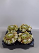 Sempervivum grof wit (rotsplanten) 4 stuks
