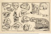 Hondenkoppen, mooie vergrote reproductie van  tekeningen van Hondekoppen en skeletten uit 1750
