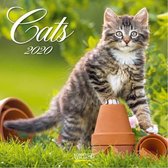 Kalender 2020 Cats (30 x 30) (30 x 30)