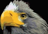 DP® Diamond Painting pakket volwassenen - Afbeelding: Roofvogel gele Snavel - 30 x 45 cm volledige bedekking, vierkante steentjes - 100% Nederlandse productie! - Cat.: Dieren - Vogels