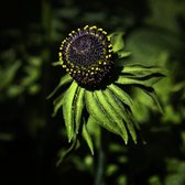 6 x Rudbeckia Occidentalis 'Green Wizard' - Zonnehoed pot 9x9cm - Groene kegelvormige bloemen, donkere stelen