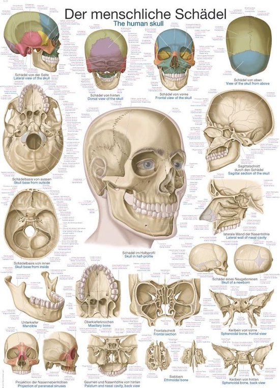 Le corps humain - Poster anatomie crâne (allemand / anglais / latin, film plastique, 70x100 cm)