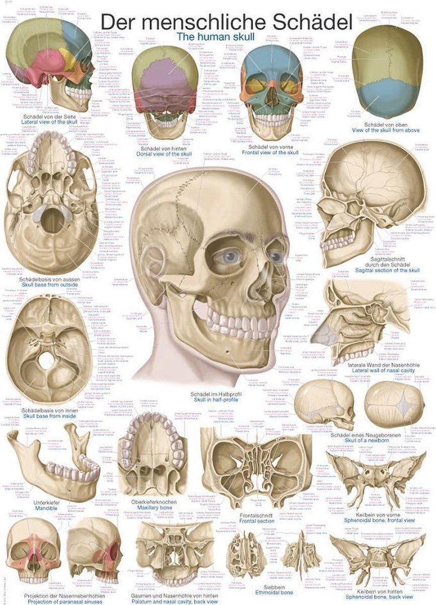 Erler-Zimmer Het menselijk lichaam - anatomie poster schedel (Duits/Engels/Latijn, kunststof-folie, 70x100 cm)