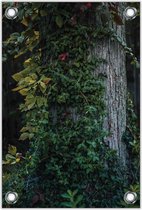 Tuinposter Klimop aan Boom 80x120cm- Foto op Tuinposter (wanddecoratie voor buiten en binnen)
